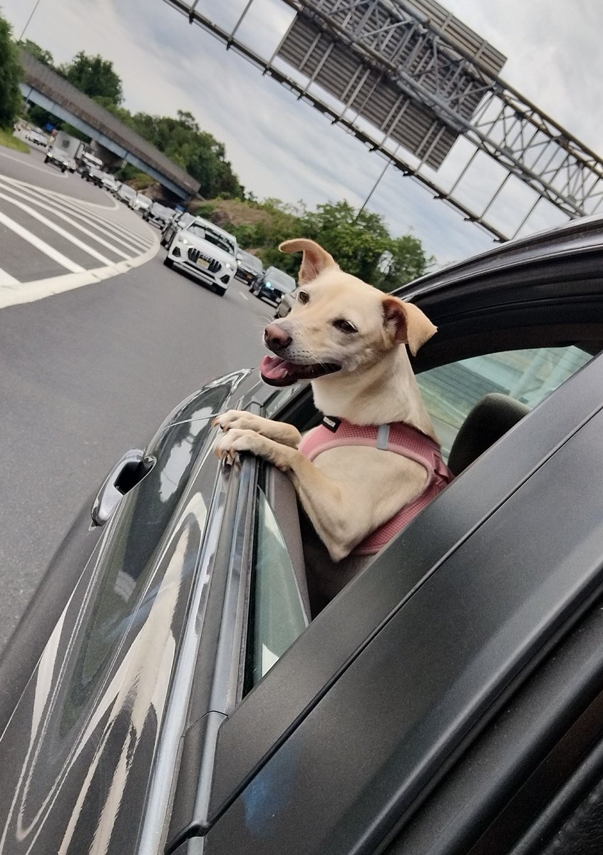 Pals, 🐕 today we driving 🚘 back from Lake George!! 🏊‍♀️🥽 We had such a fun time! 😎🎉 I definitely recommend it 💯 for people 😁 and doggies 🐾🤭 who love 💞 to swim! 🏊🏽‍♂️🌊 #LakeGeorgeNY #DogsOfTwitter