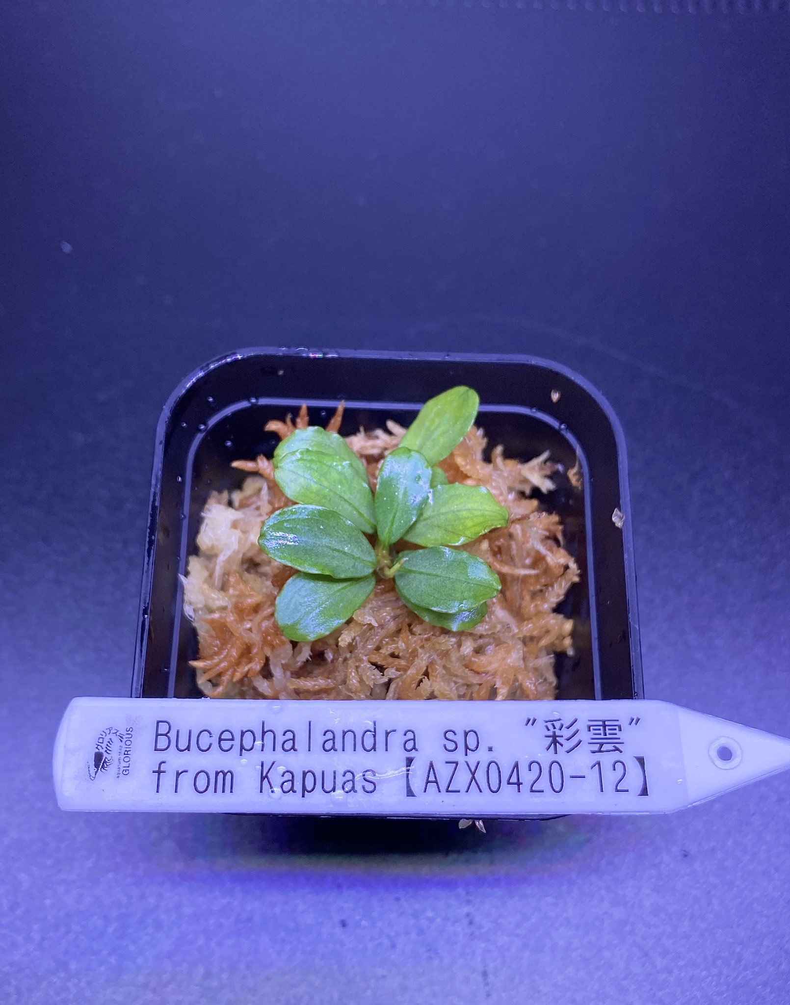 AZ便】Bucephalandra sp. 彩雲 ［AZX0420-12］