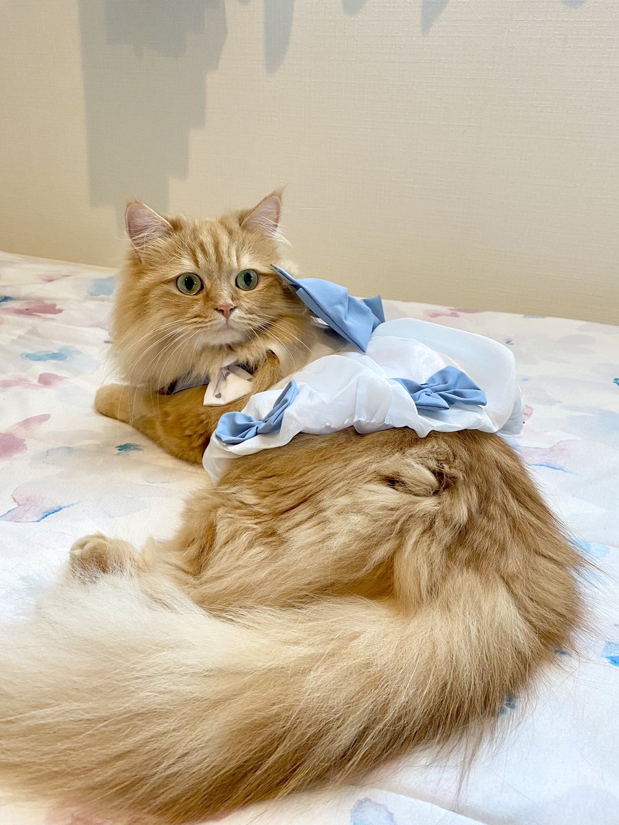 ナナブルーママ (@love_bule_7) / Posts / X