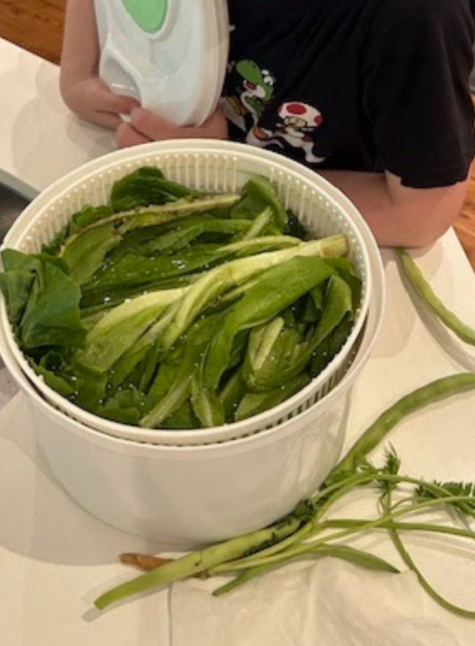 A <a href="/KenolliePS/">Kenollie P.S.</a> primary student and his family are enjoying lettuce, beans, and one cucumber from our Learning Garden! This child was excited to see carrot tops sprouting. #Family/school connections. 
💕🥒🫛🥬🥕Thank you to this student’s mom for the photograph.