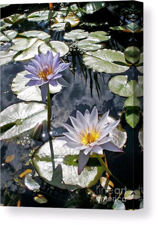 KayeMenner's tweet photo. #Sundrenched #Lily #Pond #Canvas #Print / Canvas #Art by Kaye Menner - Kaye Menner - Website
https://t.co/QMrmEV3G6V https://t.co/TbvVBJNtQg
