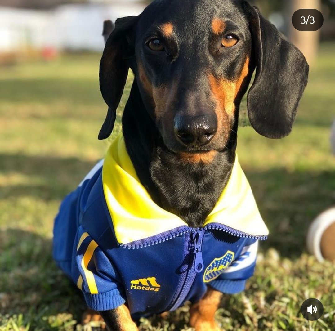 El perro más fachero que vas a ver hoy