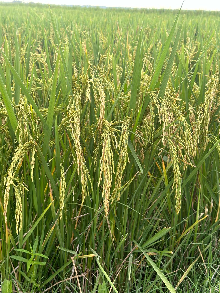 Horizon Ag (@horizonagrice) on Twitter photo North Arkansas DFR <a href="/chase_kagen/">Chase Kagen</a> captured some beautiful #CLL18 in Poinsett County AR. <a href="/AginArk/">UA System Div of Ag</a> <a href="/BASFAgProducts/">BASF AgSolutions US</a> North Arkansas DFR <a href="/chase_kagen/">Chase Kagen</a> captured some beautiful #CLL18 in Poinsett County AR. <a href="/AginArk/">UA System Div of Ag</a> <a href="/BASFAgProducts/">BASF AgSolutions US</a>