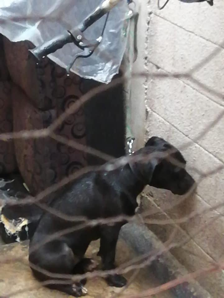 oca_kenia's tweet photo. Hola! Me compárten este caso en Ecatepec OJO Difundir 🆘🆘🆘

Lo perritos sufren de maltrato por parte del dueño, les pega con cables y con palos , los tiene amarrados bajo la lluvia , necesitamos rescatarlos pero él no los quiere entregar.
Me pueden orientar qué podemos hacer , https://t.co/bPB4bfNpA3