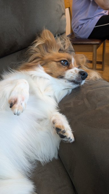 冷房の効いた部屋でくつろぐ犬だねえ 