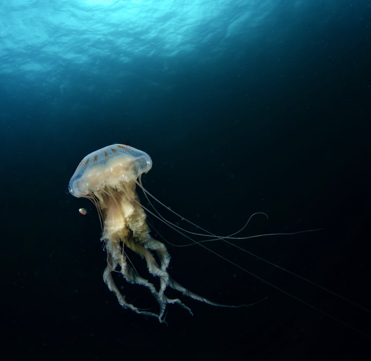 arthurcborgesjr's tweet photo. After a very tough weekend scubadiving at the Flower Gardens National Marine Sanctuary at the Gulf of Mexico I was able to get this one

#scubadiving #scuba #underwaterphoto #underwaterpics #underwaterphotography #flowergardens #nationalmarinesanctuary https://t.co/JsW1zphoJJ