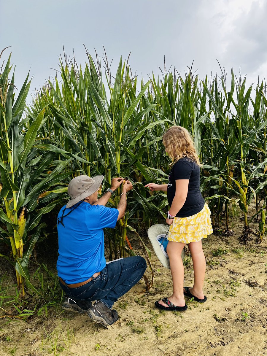 Sudeep Singh Sidhu, Ph.D. (@sidhu_agronomy) on Twitter photo Hosted a row crop (corn and cotton) variety evaluation along with Sod-based rotation (25th year long-term research and demonstration site) field day <a href="/ufifasnfrec/">UF IFAS NFREC</a> in Quincy, FL. Thanks for the <a href="/NFREC_Agronomy/">UF-NFREC-Agronomy-Lab</a> team for <a href="/ufifasnfrec/">UF IFAS NFREC</a> Quincy farm crew for their support. Hosted a row crop (corn and cotton) variety evaluation along with Sod-based rotation (25th year long-term research and demonstration site) field day <a href="/ufifasnfrec/">UF IFAS NFREC</a> in Quincy, FL. Thanks for the <a href="/NFREC_Agronomy/">UF-NFREC-Agronomy-Lab</a> team for <a href="/ufifasnfrec/">UF IFAS NFREC</a> Quincy farm crew for their support.