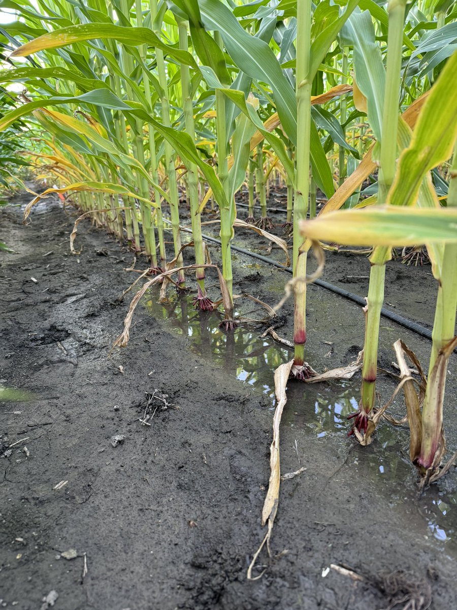 Flooding 2024 is over. How does ~10 in. of rain over a 6-day period influence N use, and was rescue y-drop of value? 

Last year we did this in a moderate drought, almost became irrigation work. 

This year is one of the wettest July months on record…