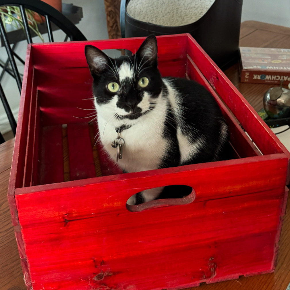 Please join me in wishing Ebenezer, a very good meow, a very happy birthday. He turns two today!