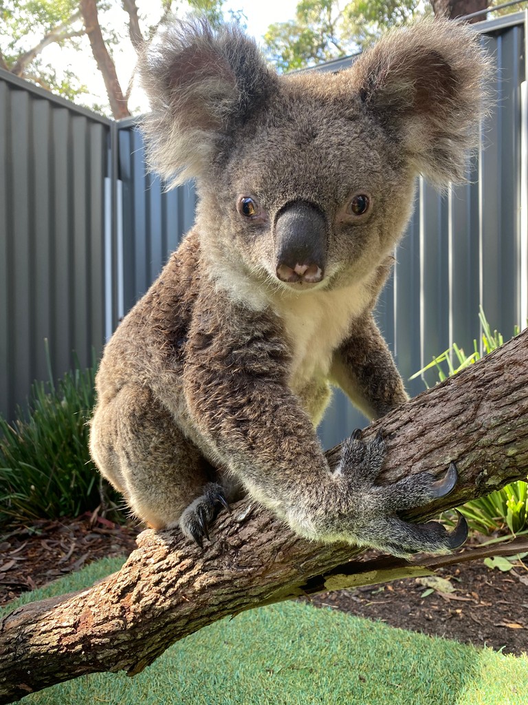 Hi, I'm Lylah and I was rescued back in 2022 from Pindimar when I was found on the side of the road with some injuries to my face. 🐨

Since being rescued my face and ear has healed back to normal.