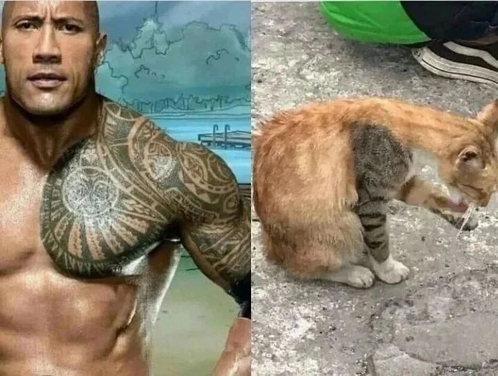 Why you should have a cat (@shouldhavecat) on Twitter photo 