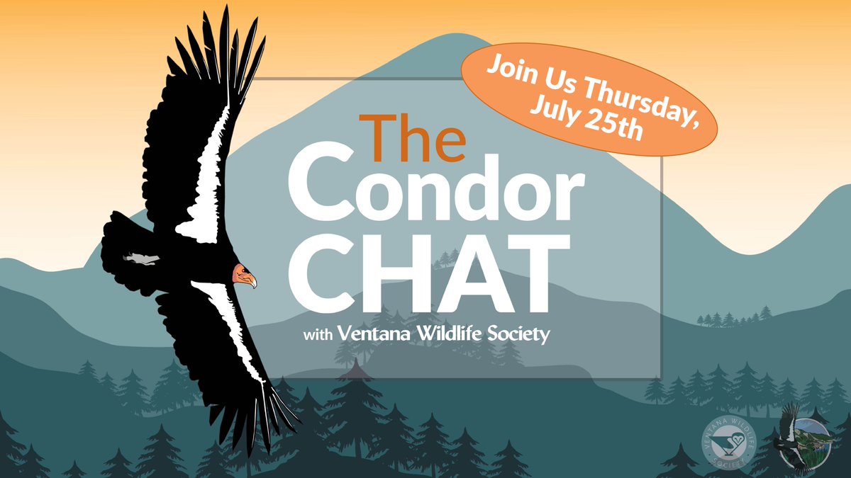 Ventana_WS's tweet photo. JOIN US THURSDAY, 07/25, at 4PM (PT) for updates on the central CA flock! We'll share our progress on HPAI vaccinations & provide nesting updates with fun visuals of a condor pair & their chick. #conservation #letschat #joinus #CAcondor
Register here: https://t.co/2VTlwAwEkP https://t.co/RkN0bsNSXD