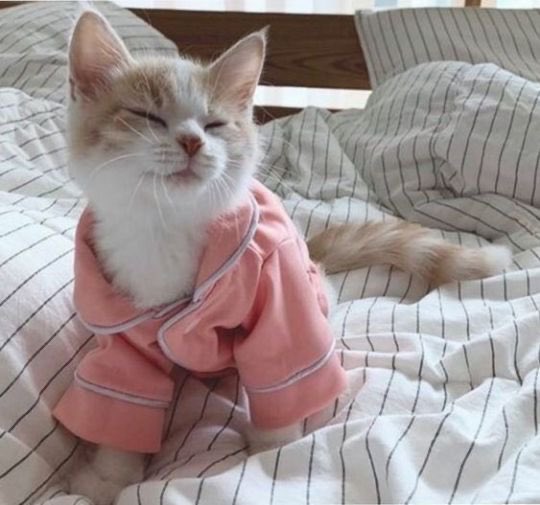cutest kittens tweet media