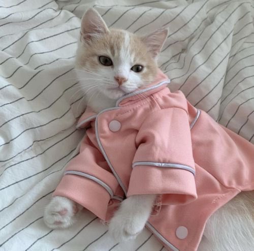 cutest kittens tweet media