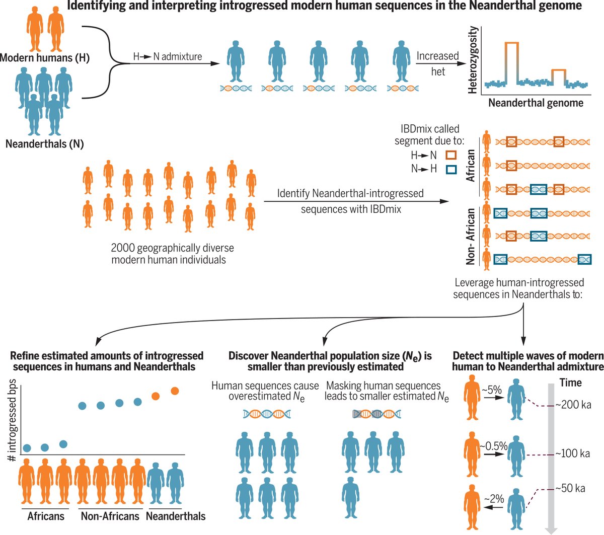 New in Science: Researchers used a new framework to model the increasingly complex dynamics of introgression between humans and Neanderthals and the ramifications for both populations.

Learn more: scim.ag/7KW