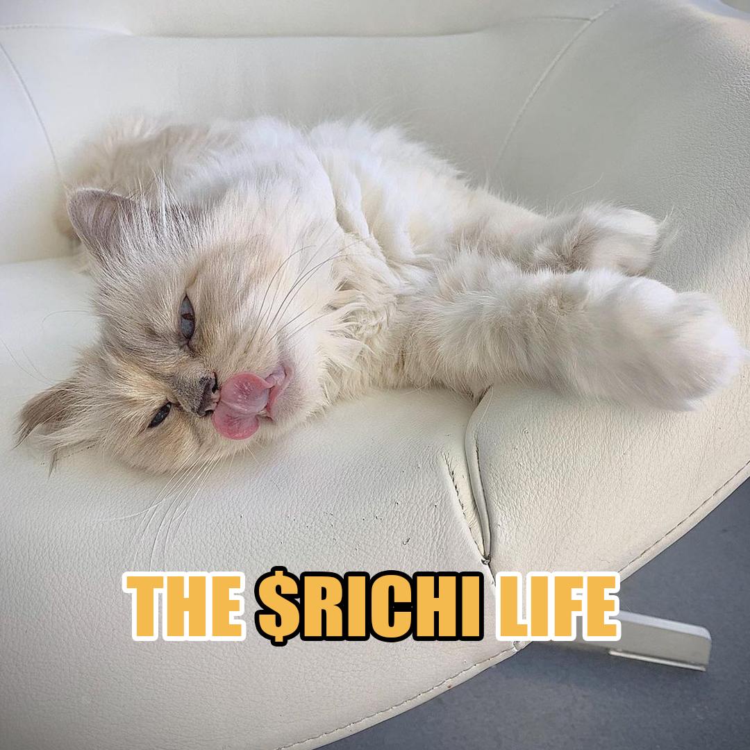 RichiCTO's tweet photo. @grizzly_jimmy @elonmusk $RICHI is the good life... https://t.co/e9kVDs63xM