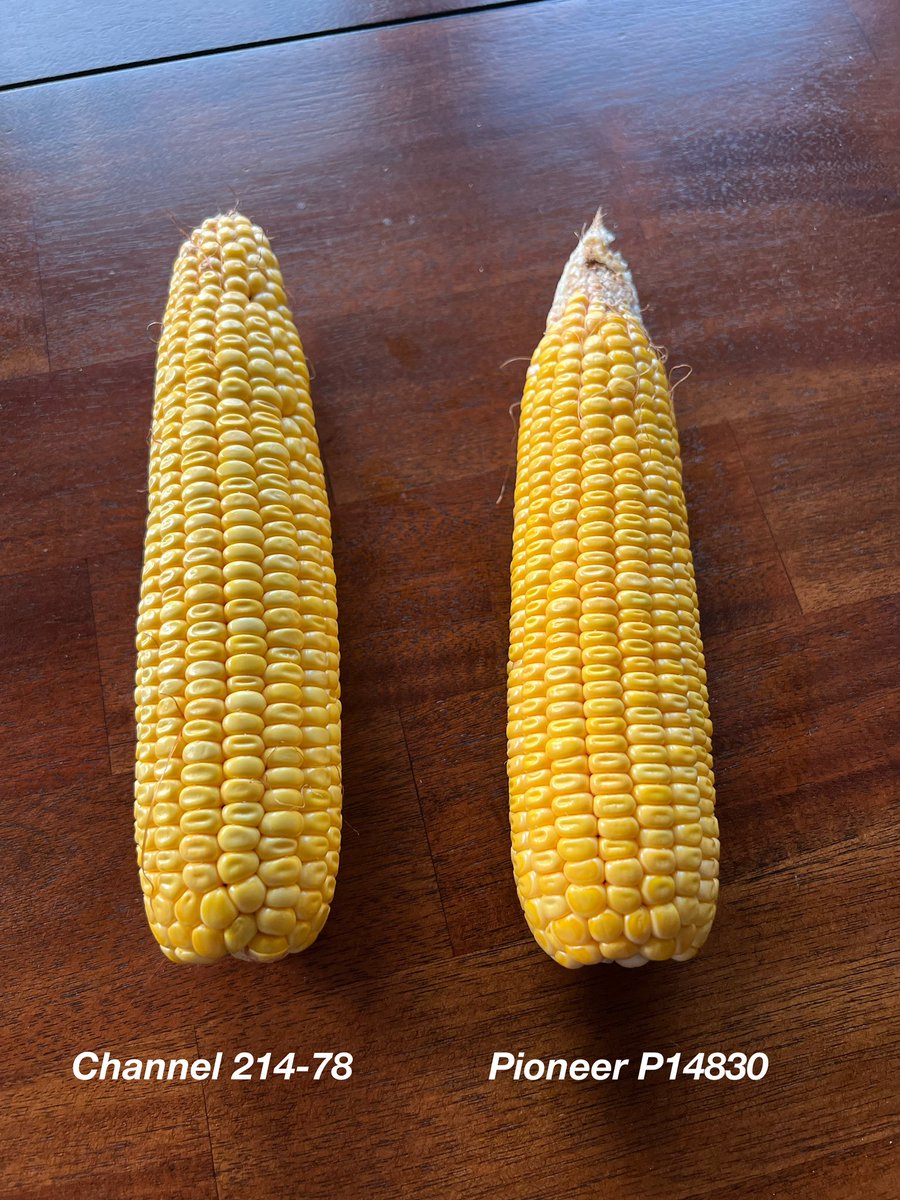 Love walking fields to gain knowledge and evaluate how our decisions lead to increased R.O.I. for our customers.  

This battle of 114 day hybrids will be fun to follow to the finish.  214-78 is going to bring the bushels. 🌽💪🏆

<a href="/ChannelSeed/">Channel Seed</a> @BayerCornUSA #ChannelMissouri