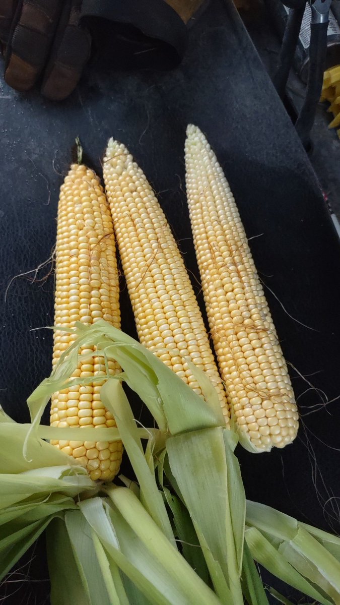 lcranch08's tweet image. Corn is really doing well with the cooler temps and extra rainfall.  Three different varieties.  #stineseed