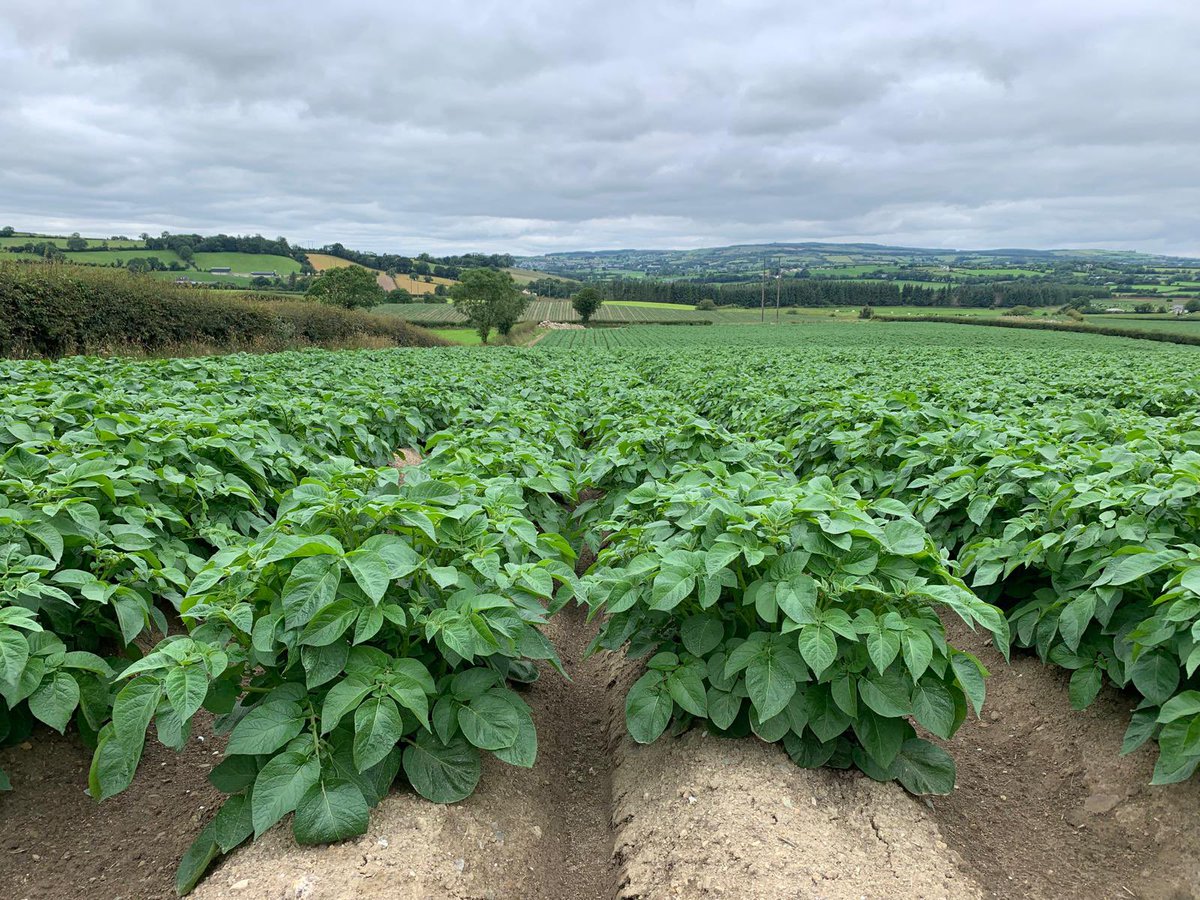 A fantastic crop of Kerr’s Pink potatoes enjoying the warmer weather and almost meeting across the drills! ☀️ 🥔 💪