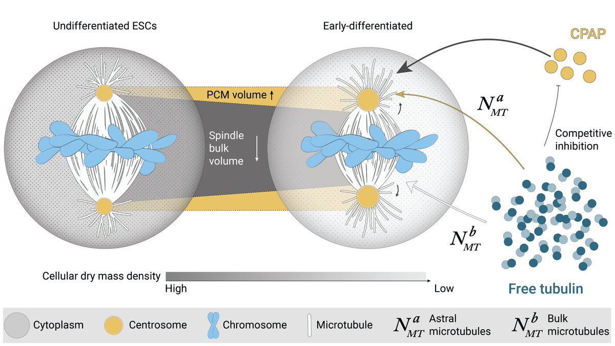 Simone Reber (@simonereber) on Twitter photo Super happy this is online! @TobiasKletter shows how cytoplasmic material properties control spindle architecture and scaling! 🤩 Thanks to the fantastic team <a href="/bis_was_here/">Abin Biswas</a>, <a href="/MrEnkapsis/">Sebastian Reusch</a>, Omar Munoz & <a href="/VasilyZaburdaev/">Vasily Zaburdaev 🇺🇦</a> #ALMF <a href="/embl/">EMBL</a> 🙌
biorxiv.org/content/10.110… Super happy this is online! @TobiasKletter shows how cytoplasmic material properties control spindle architecture and scaling! 🤩 Thanks to the fantastic team <a href="/bis_was_here/">Abin Biswas</a>, <a href="/MrEnkapsis/">Sebastian Reusch</a>, Omar Munoz & <a href="/VasilyZaburdaev/">Vasily Zaburdaev 🇺🇦</a> #ALMF <a href="/embl/">EMBL</a> 🙌
biorxiv.org/content/10.110…