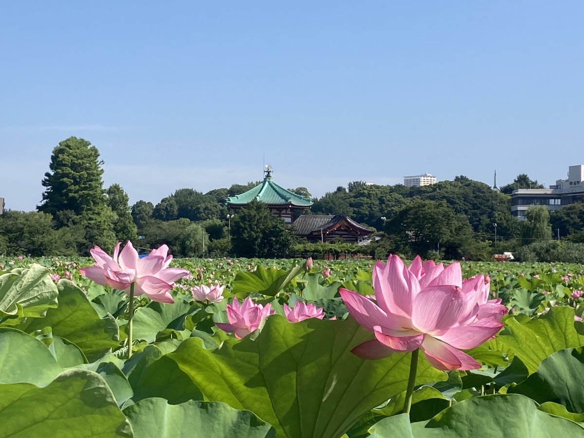 上野恩賜公園「不忍池」で、 ハスの花が見ごろを迎えています