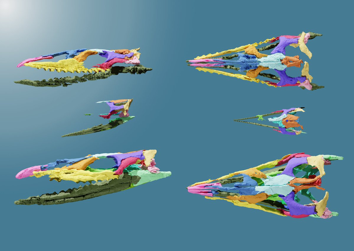 Victor Beccari tweet media