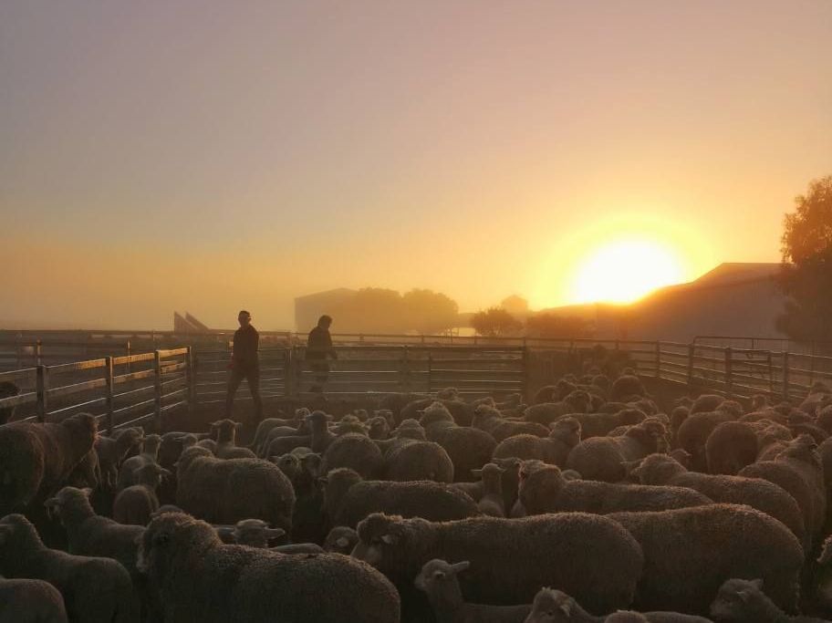 Did you know we offer free confidential financial counseling services to regional small businesses and primary production enterprises in WA?

We understand the challenges of navigating difficult times, and we’re here to support you.🤝
Get in contact today: ruralwest.com.au