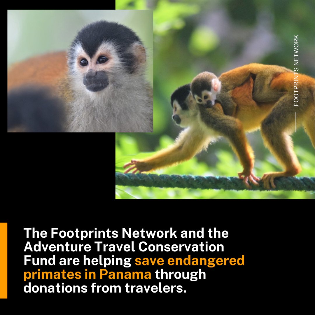 World Nomads (@worldnomads) on Twitter photo The Footprints Network and <a href="/atconservation/">ATCF</a> are helping save endangered primates and improve the lives of local communities in Panama’s Burica Peninsula through ecotourism. Learn more -
worldnomads.com/responsible-tr… The Footprints Network and <a href="/atconservation/">ATCF</a> are helping save endangered primates and improve the lives of local communities in Panama’s Burica Peninsula through ecotourism. Learn more -
worldnomads.com/responsible-tr…