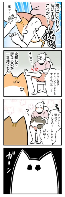上手く行かない不器用レオくん #秀さんちのゆるねこ日記 