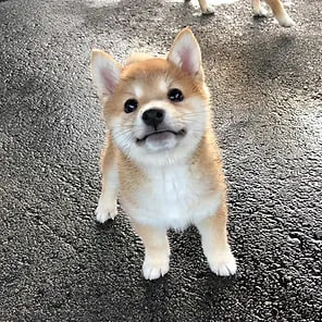 x0DegenDev's tweet photo. @ElonMuskAOC $SHIBI is a better candidate
F2JXBTKnwqPk2WXTevpXoisvsXXpJVCG34mbA5y6pump https://t.co/bGNvySeGql