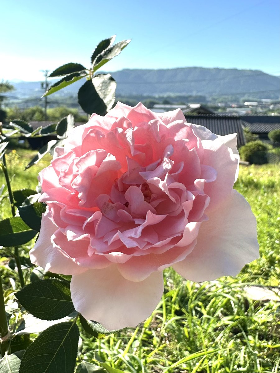 ローブ デコルテ - ^-^ *･.° ⭐︎

#BeHappy #robedecollete #Rose #flower #garden #landscape #photography #nature #environment #Japan #ローブデコルテ #薔薇 #花 #庭 #風景 #風景写真 #環境 #写真好きな人と繋がりたい #TLを花でいっぱいにしよう