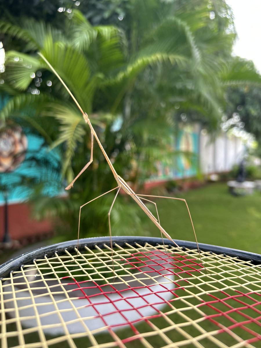Morning Guest - Stick insect: master of camouflage, slender, nocturnal, intriguing, harmless, fascinating.