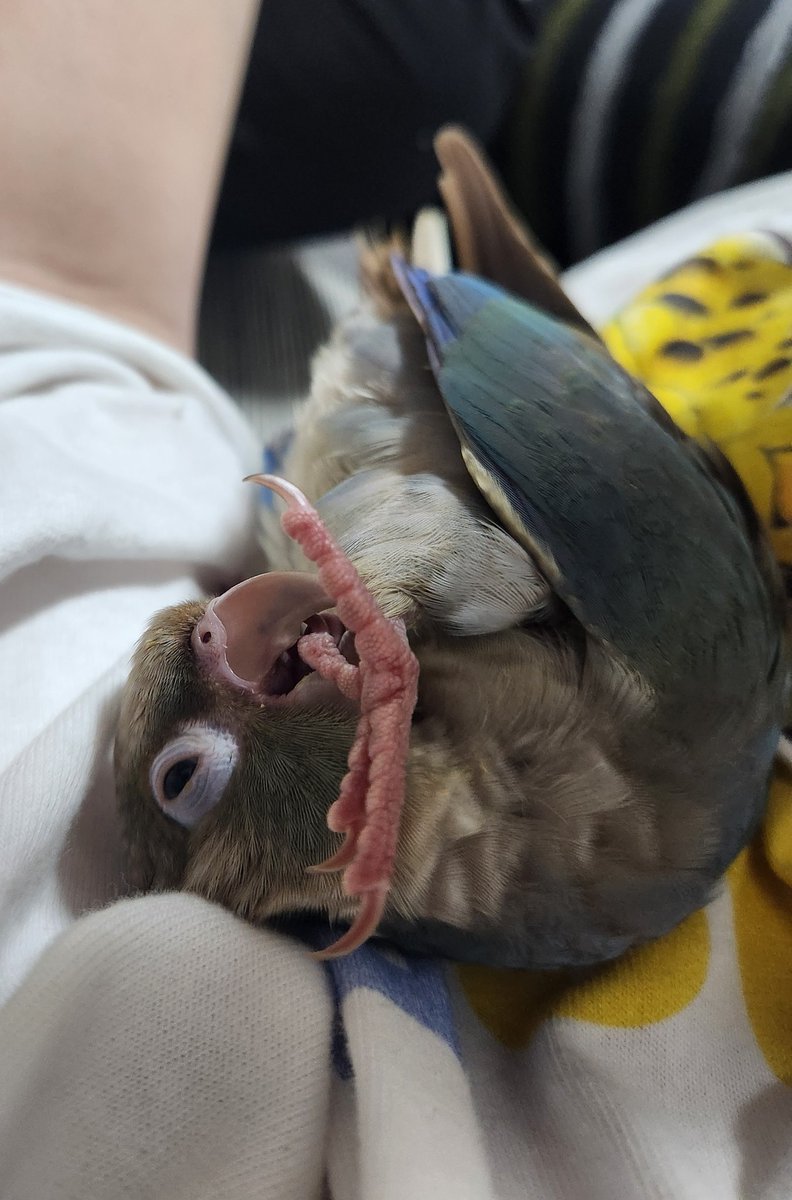 plusa005's tweet image. お久しぶりです☺️
実は土曜日お迎えしました✨
ウロコインコの霽(しぐれちゃん)です🫶💘可愛すぎて死にます🤦‍♀️