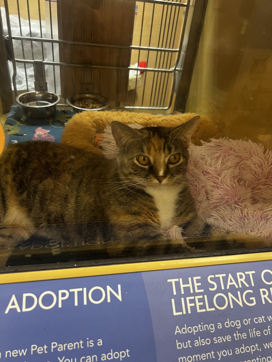EmoContraband's tweet photo. Everyone shut up and look at this cat I saw at petco https://t.co/8o1fS95HET