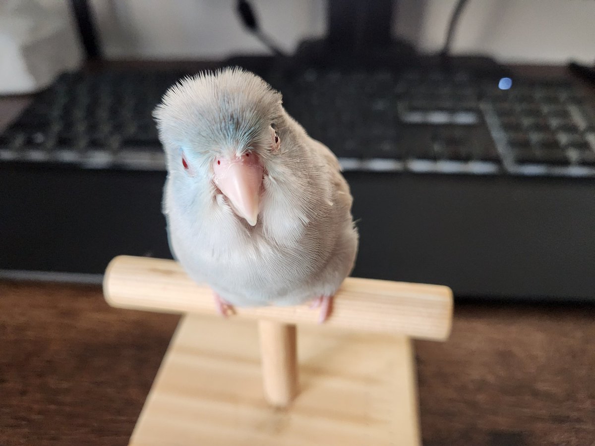 plusa005's tweet image. 茉莉ちゃんも元気ですよー❣️
お姉ちゃんになりました✨