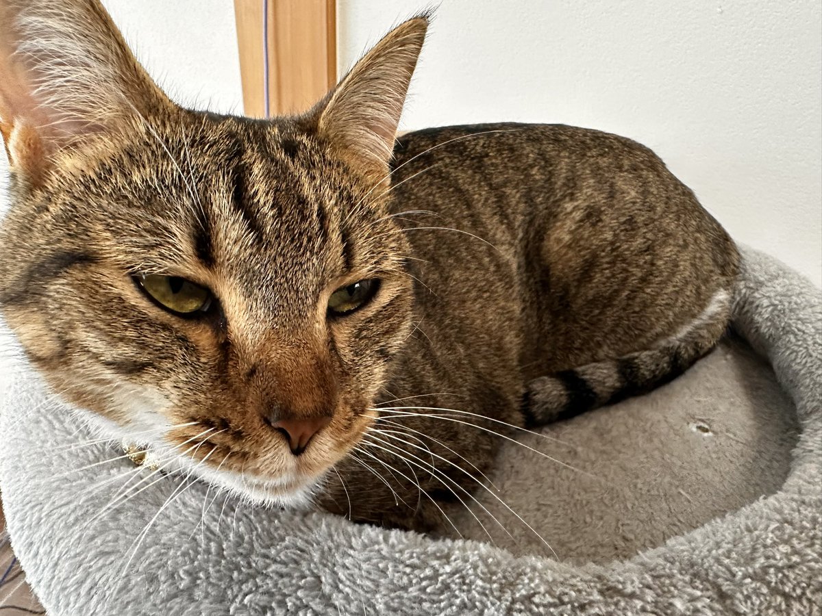 sinseisaint's tweet image. 寝ぼけきな
＃今日のきなこ