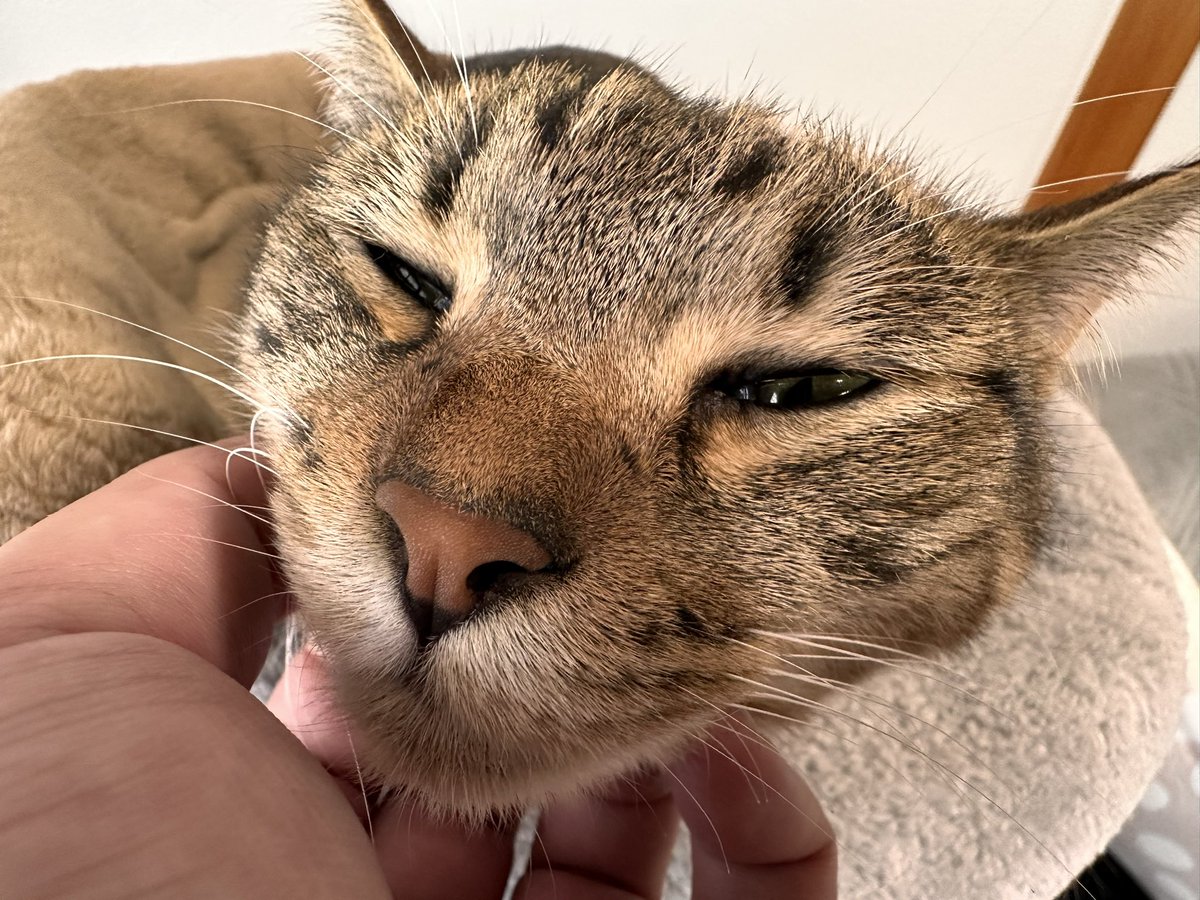 sinseisaint's tweet image. 寝ぼけきな
＃今日のきなこ