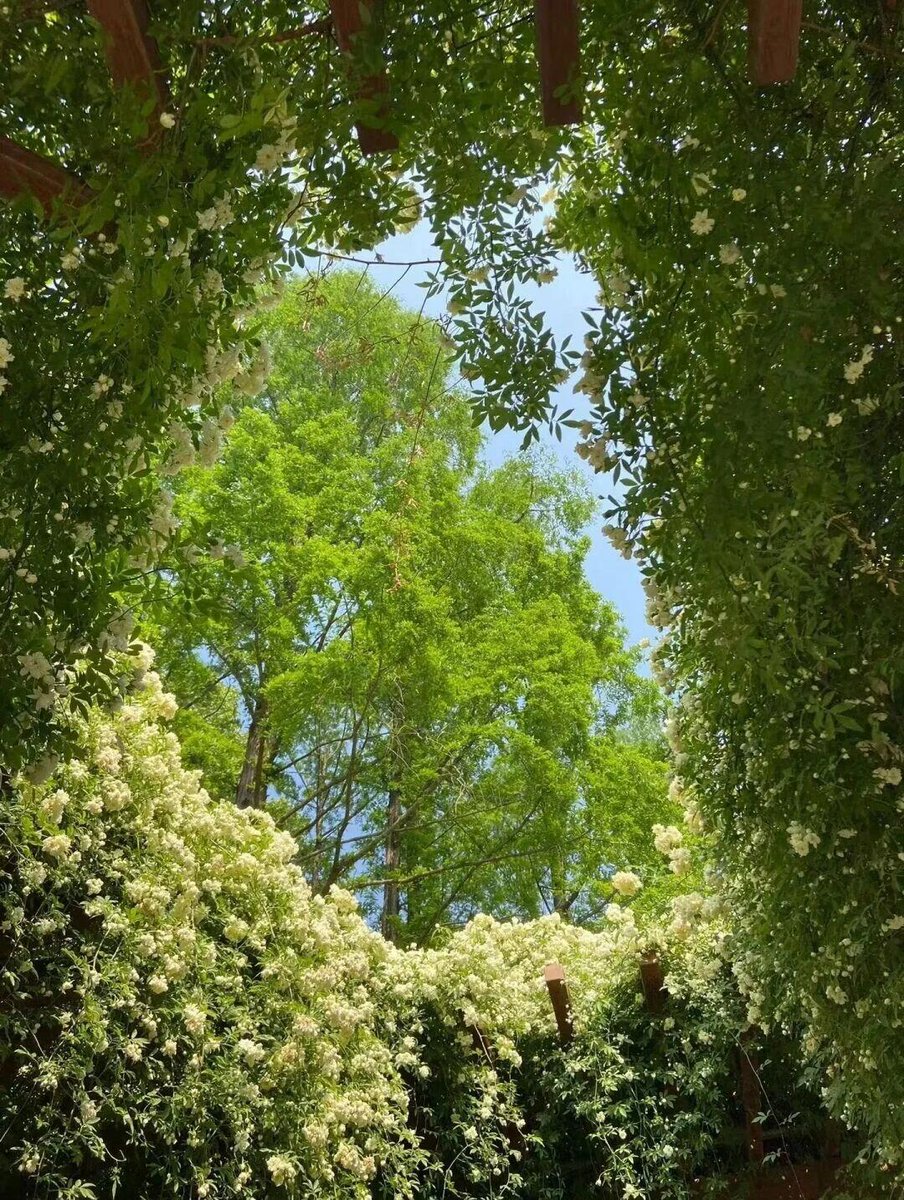 🌱*Hide in the green and peek at the summer🍃