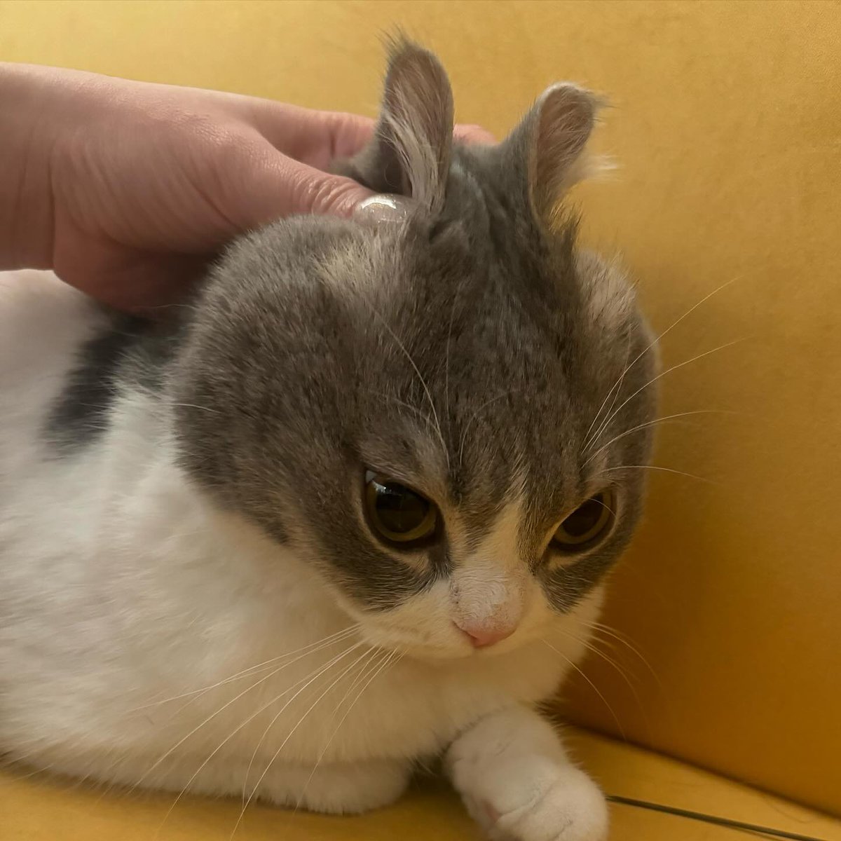 Punch Cat tweet media