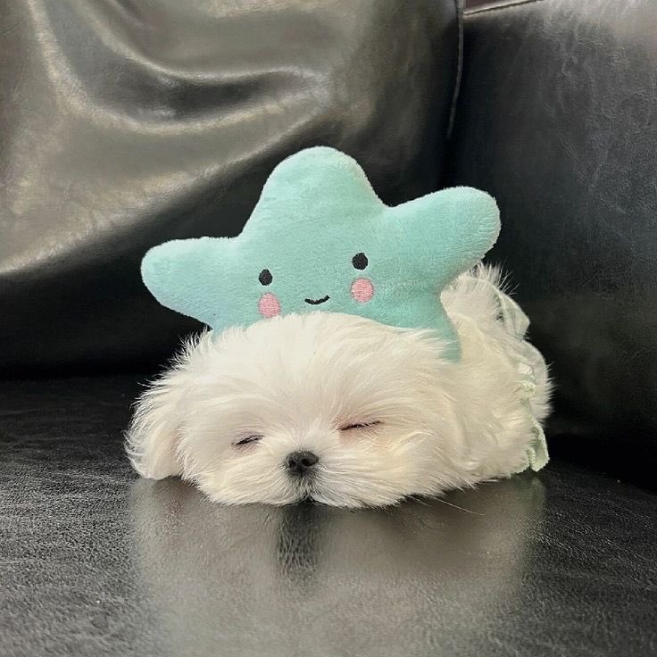 twaniimals's tweet photo. ☁️ https://t.co/C98FTdchxC