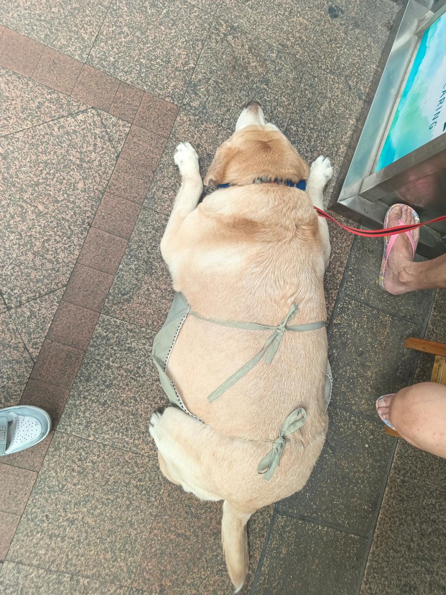 Oh my gosh! ! Is this a pig?