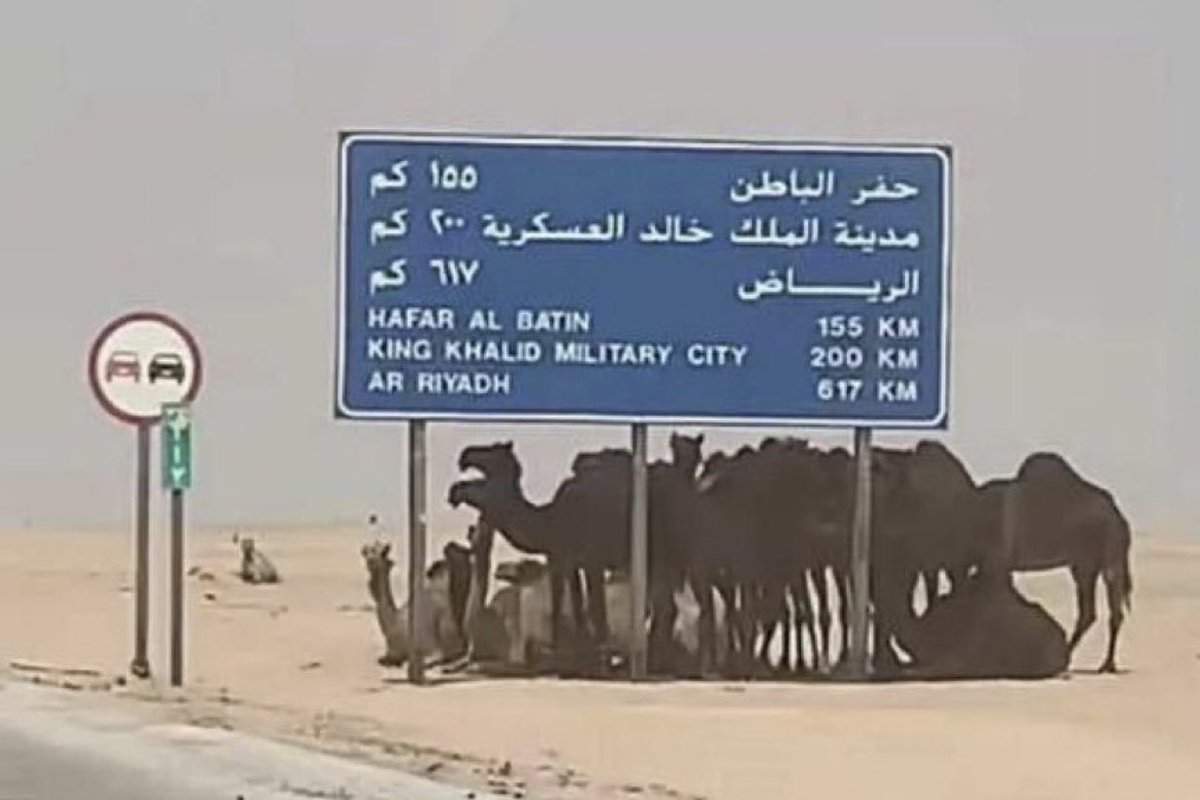 عوّدت عوج الضماير على طاري غلاهه 
كنها ميلاف ذودٍ على الصوت انكفّت .