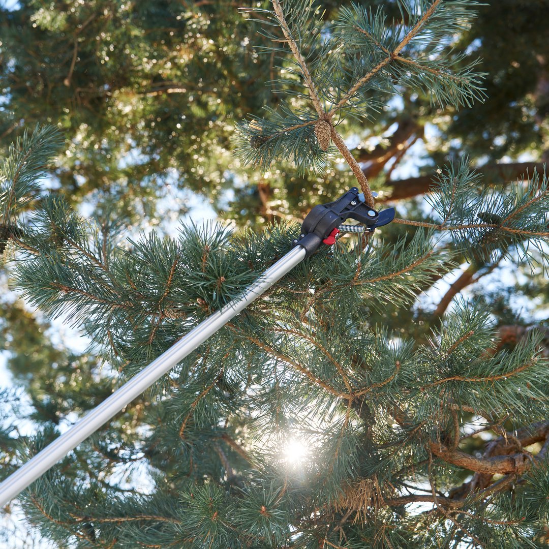 FELCO_tools's tweet photo. Need to tackle high branches without sacrificing control? Here's why you need the FELCO 290 Pole Pruner! ✅Clean Cuts ✅ Durable Design ✅ Effortless Control #FELCO #FELCO290 #gardeninglife #polepruner #effortlessgardening #FELCOlovers https://t.co/1vVFdMuuTn