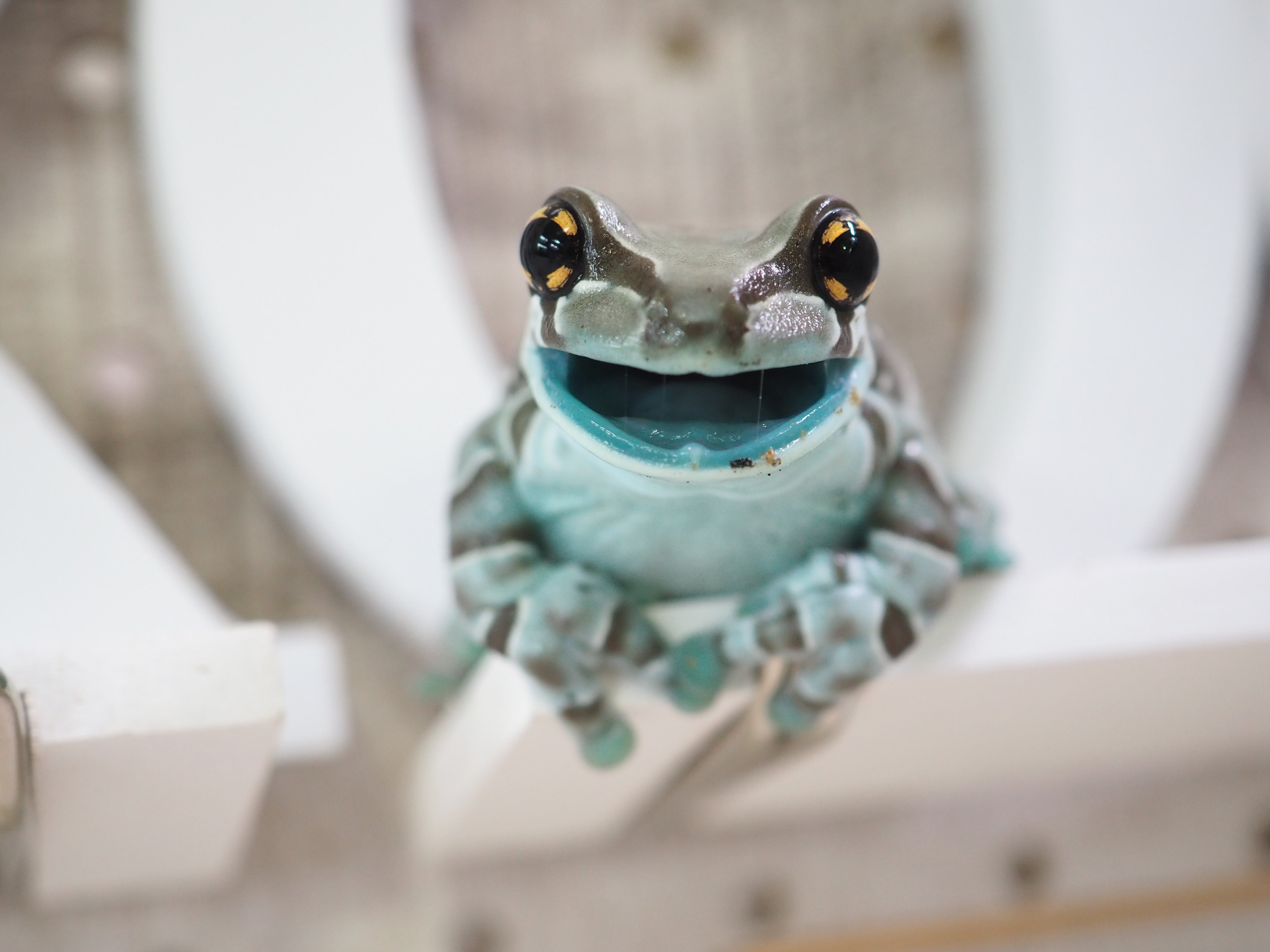 ぴよ@カエルと暮らす on X: 