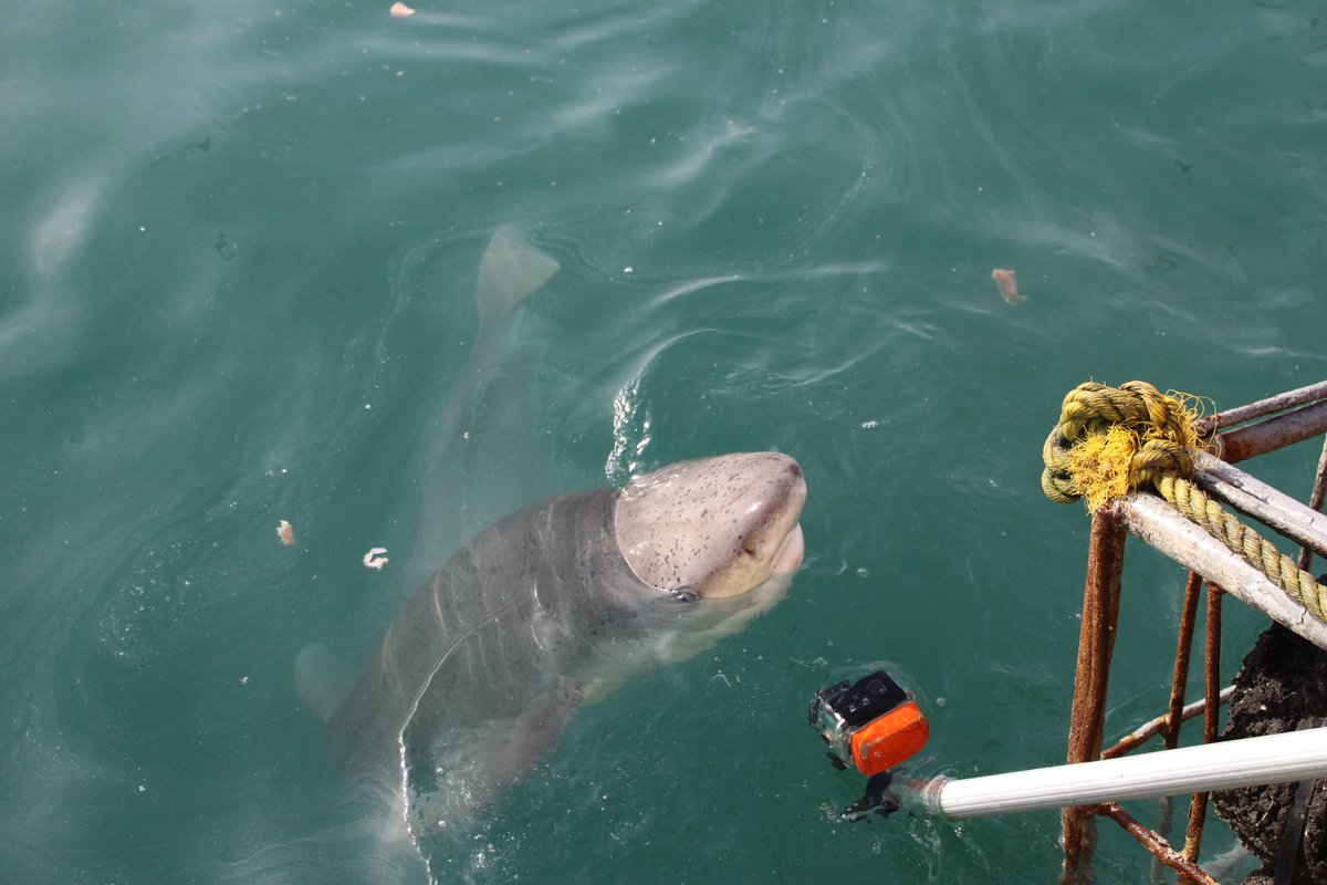 White Shark Projects tweet media