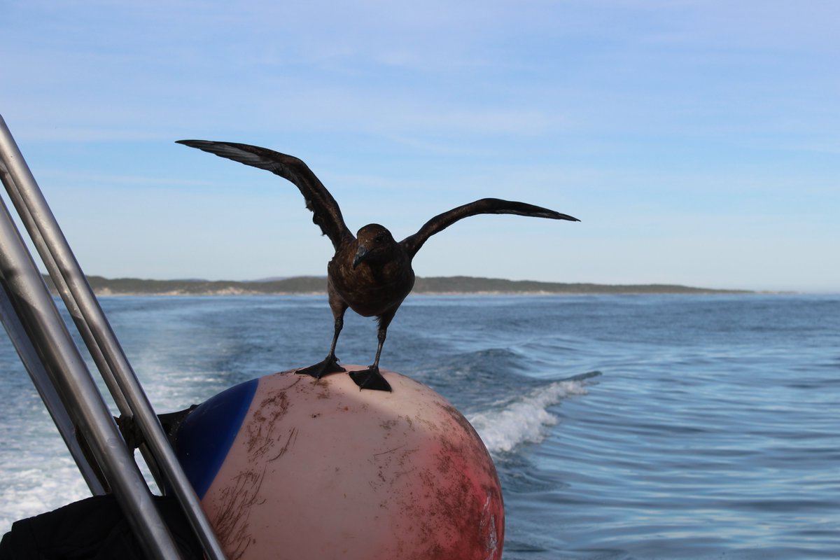 White Shark Projects tweet media