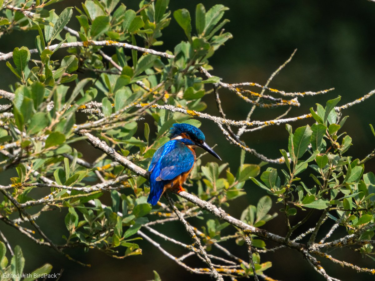 This magnificent Kingfisher, captured in Suffolk, UK and enhanced with our new Kingfisher presets from BirdPack™, showcases the beauty of nature.

BirdSpot.com #Kingfisher #birding