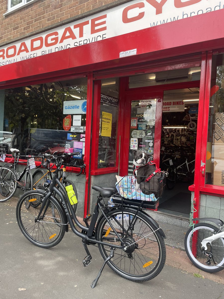 Zeek the Boston Terrier on the back of his Mum’s ebike. Quite happy trundling round #penwortham village. Plenty of ebike choice here <a href="/BroadgateCycles/">Broadgate Cycles</a> #ebikes #preston #Lancashire #southribble