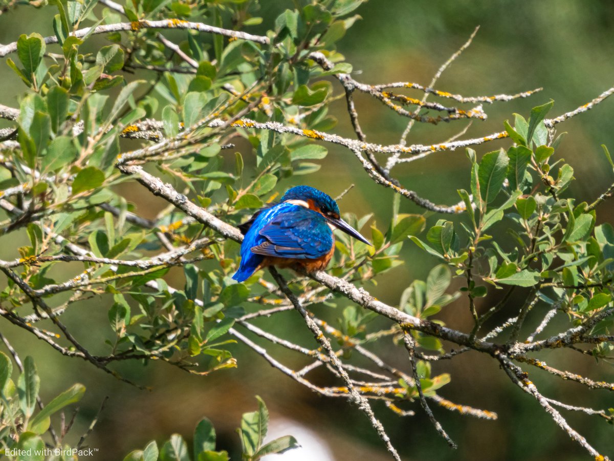 Watching and photographing Kingfishers is easily one of the best moments with nature. 

#Kingfisher #birds #potd