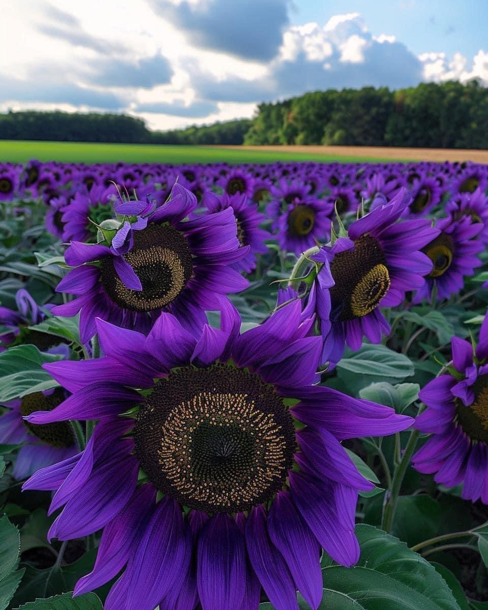 🌻 Purple Sunflower (Helianthus annuus) 🌻
Unique and eye-catching with vibrant purple petals surrounding a dark, textured centre
Todays #PostItPurple4Seth